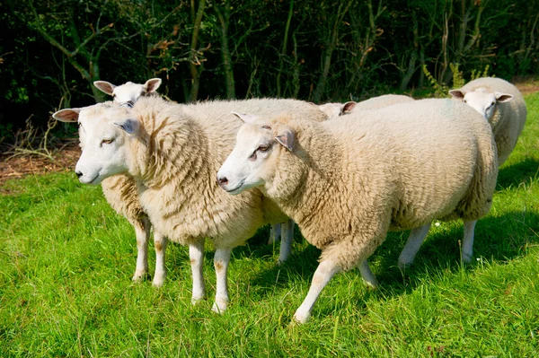 Vee schapen in het gras — Stockfoto