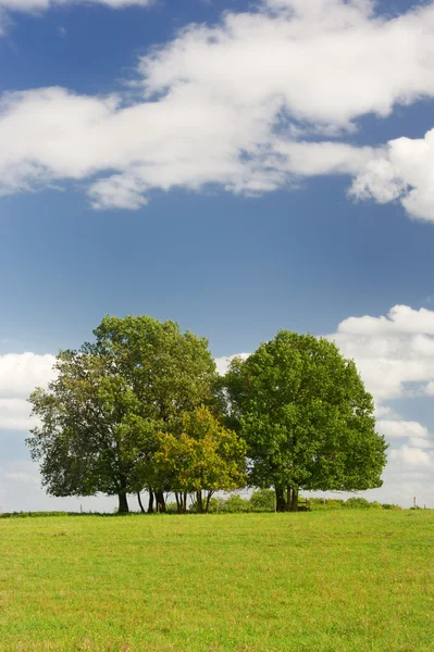 Träd i ängarna — Stockfoto