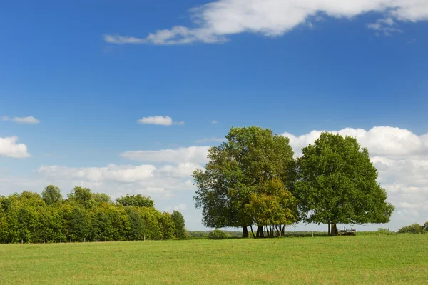 Trees in the meadows — Stock Photo, Image