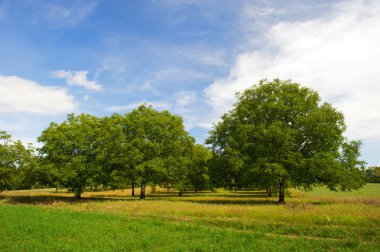 Wallnut trees in France clipart