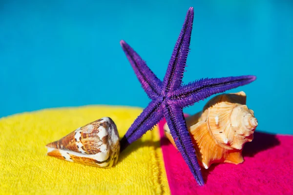 Барвисті морські зірки і мушлі — стокове фото