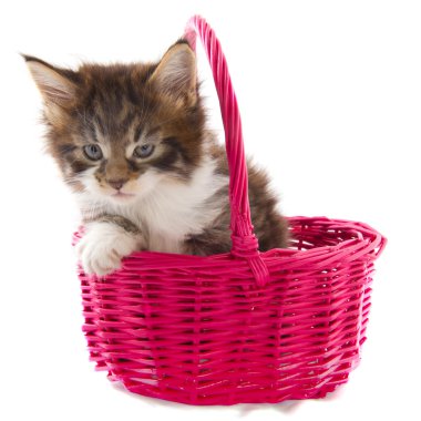 Playing Maine Coon kitten clipart