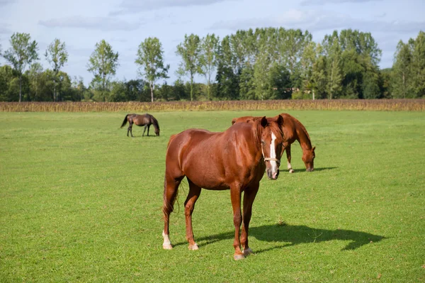 Cavalli bruni — Foto Stock