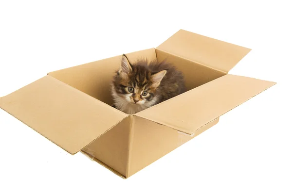 Мейн Кун кошеня в картонну коробку — стокове фото