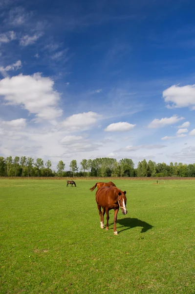Cavalli bruni — Foto Stock