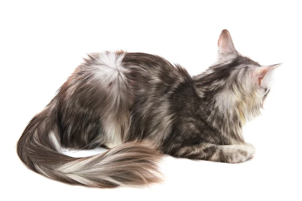 แมวไพน์คูน — ภาพถ่ายสต็อก