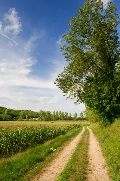 Agraric landskap i sommar — Stockfoto