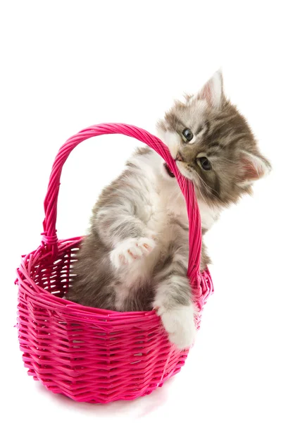 Playing Maine Coon kitten — Stock Photo, Image