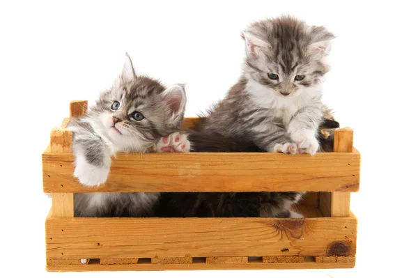 Két kis maine coon kiscicák — Stock Fotó