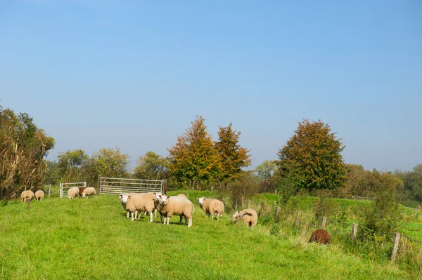 Skot ovce v trávě — Φωτογραφία Αρχείου