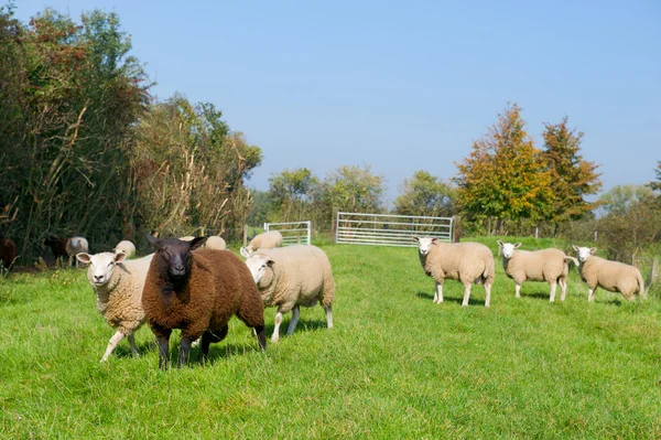 Pecore nell'erba — Foto Stock