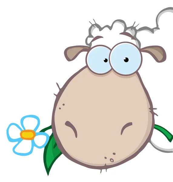 Овцы едят цветок — стоковое фото