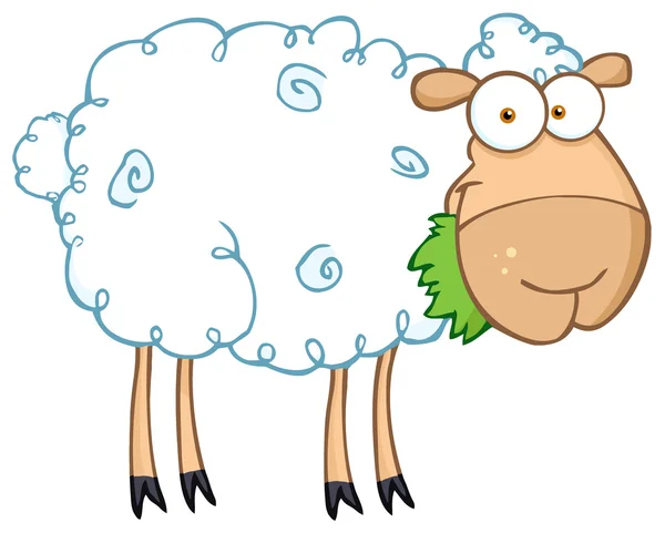 Barnyard овець їдять траву — стокове фото