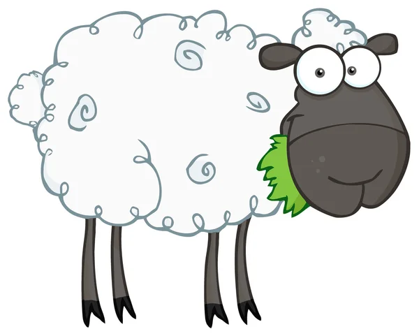 Black Barnyard ovelhas comendo grama — Fotografia de Stock