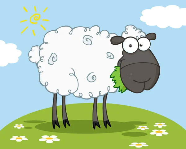 Černý barnyard ovce jíst trávu na kopci — Stock fotografie