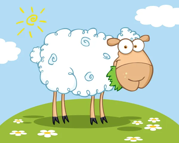 Barnyard Sheep Comendo grama em uma colina — Fotografia de Stock