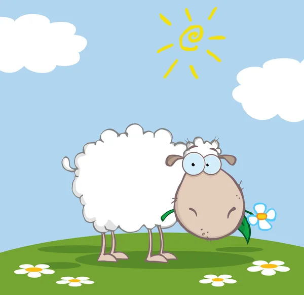 Pastva ovcí na kopci — Stock fotografie