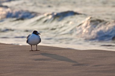 Sea gull clipart