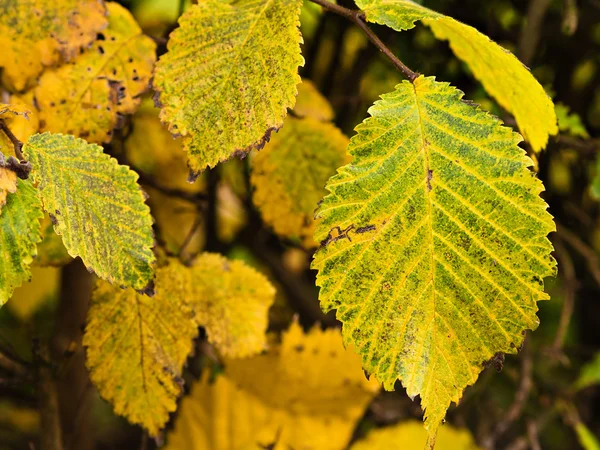 stock image Leaves