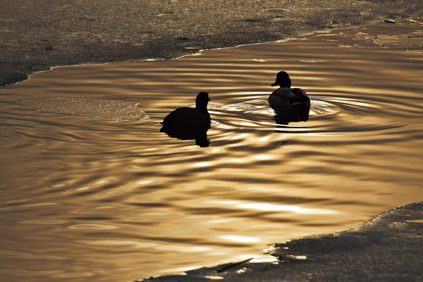 stock image Ducks