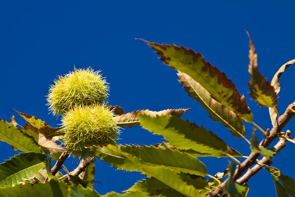 stock image Chestnut