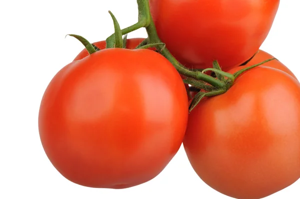 Tomatoes branch closeup — Stock Photo, Image