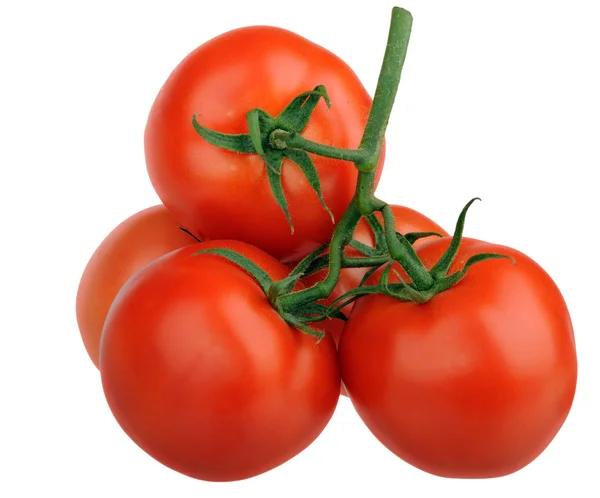 Tomatoes branch — Stock Photo, Image
