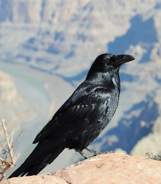 Big black Crow — Stock Photo, Image