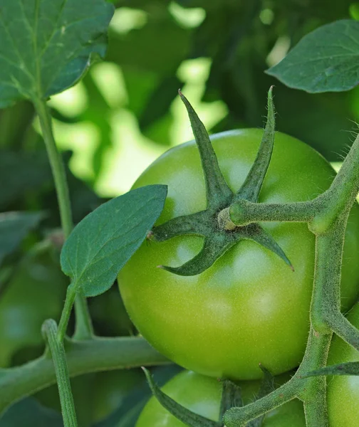 Niedojrzałe pomidor — Zdjęcie stockowe
