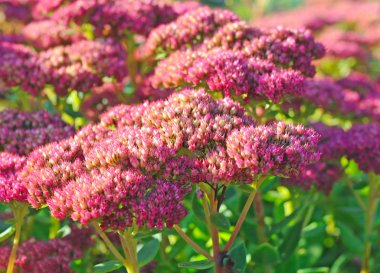 Sedum telephium or hylotelephium clipart