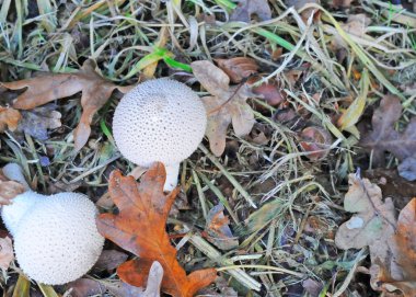 Lycoperdon perlatum veya warted kurtmantarı