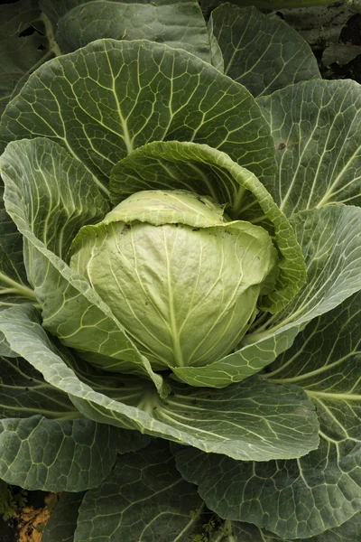Cabbage in the garden — Stock Photo, Image