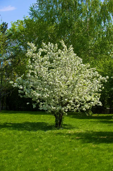 stock image Apple tree