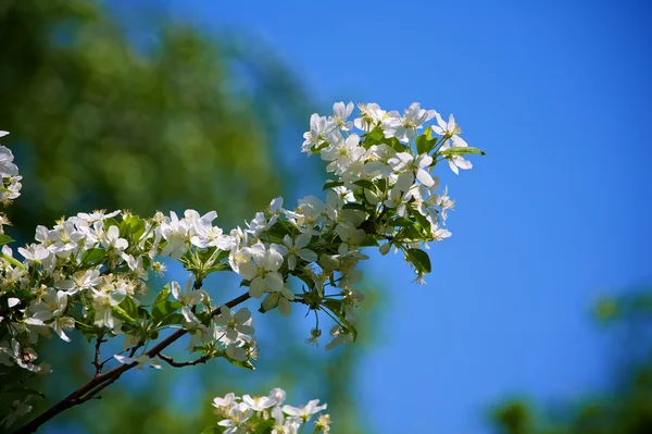 stock image Apple tree