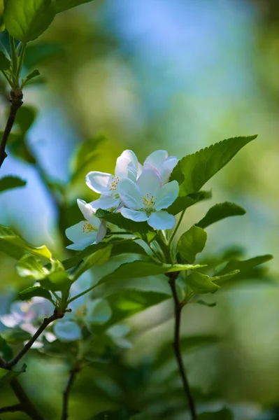 stock image Apple tree