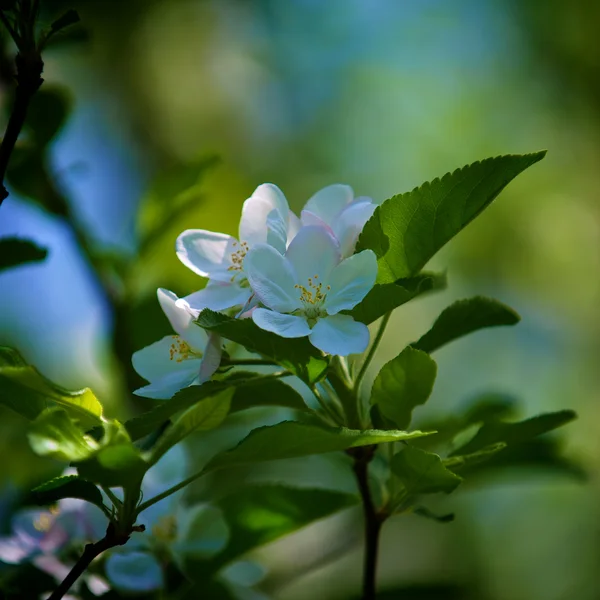 stock image Apple tree