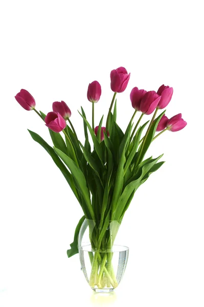 stock image Tulips