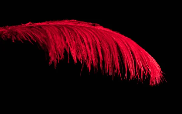 Pluma roja —  Fotos de Stock
