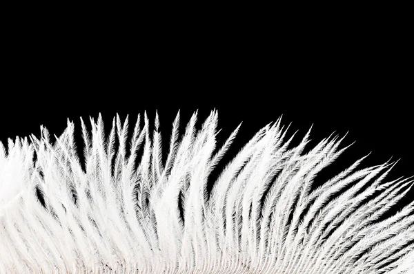 Białe piuro — Zdjęcie stockowe