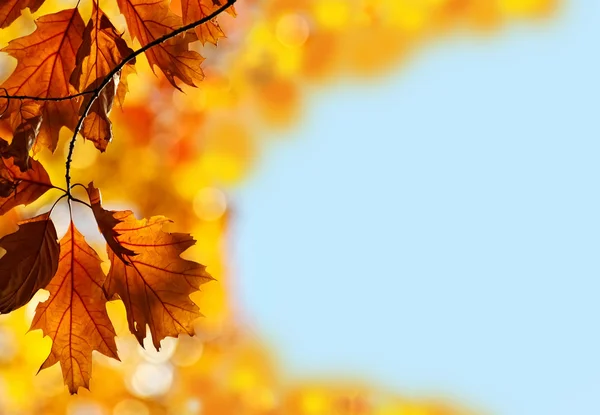 Color leaves — Stock Photo, Image