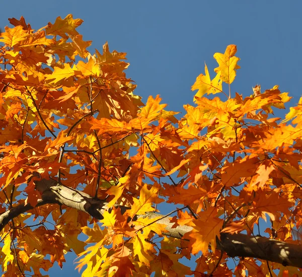 Herbstfärbung — Stockfoto