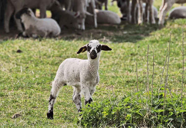 The lamb — Stock Photo, Image