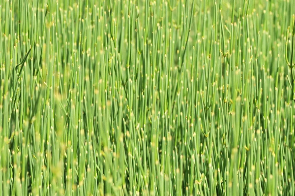 L'erba — Foto Stock
