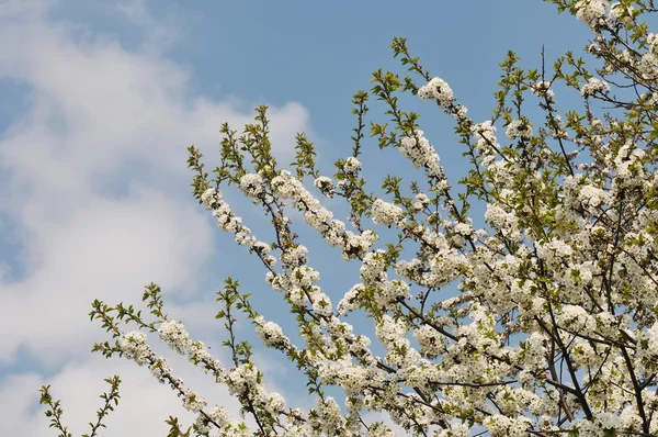 stock image The cherry