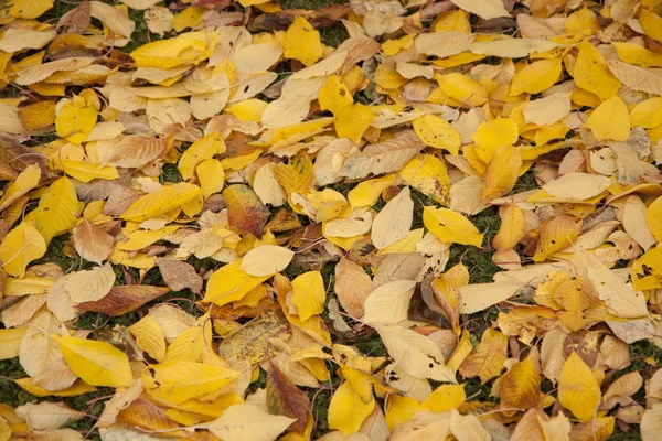 stock image Autumn leaves