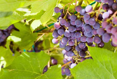 Grape in vineyard. clipart