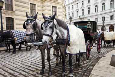 Horses in Vienna. clipart