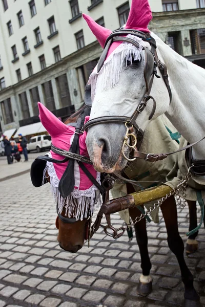 ウィーンの馬. — ストック写真