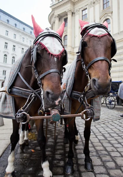 Hästar i Wien. Royaltyfria Stockfoton