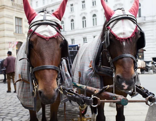 Hästar i Wien. Stockbild
